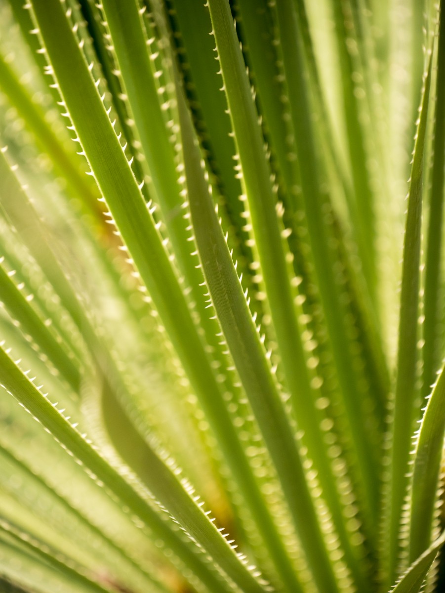 burgers zoo desert 0007  burgers zoo desert 0007