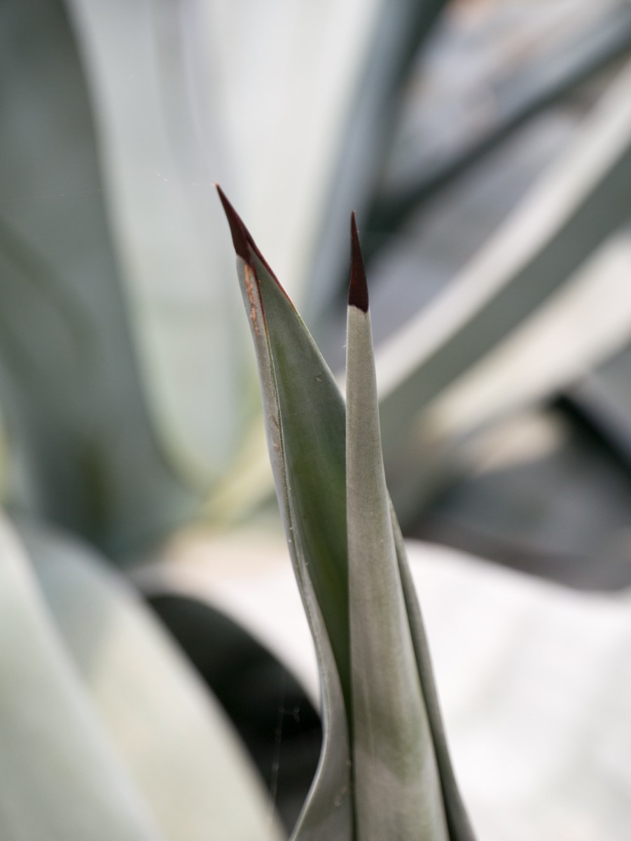 burgers zoo desert 0008  burgers zoo desert 0008