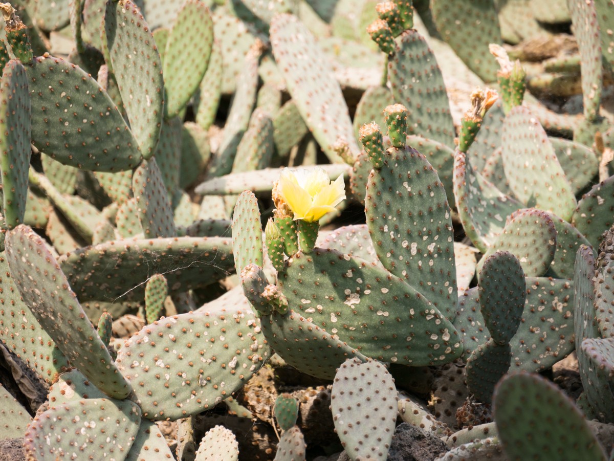 burgers zoo desert 0009  burgers zoo desert 0009