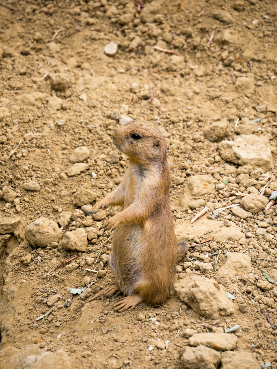 burgers zoo desert 0010  burgers zoo desert 0010