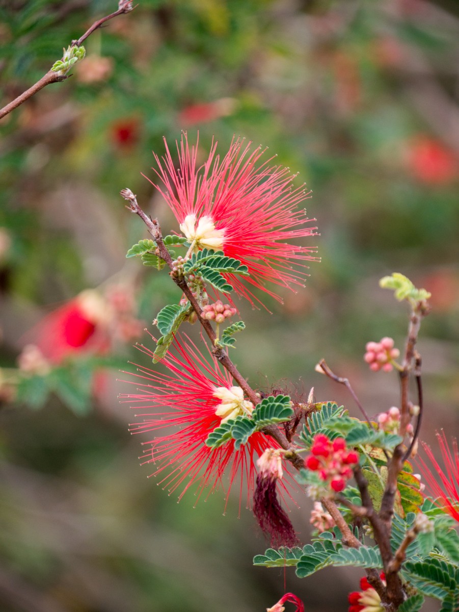 burgers zoo desert 0011  burgers zoo desert 0011