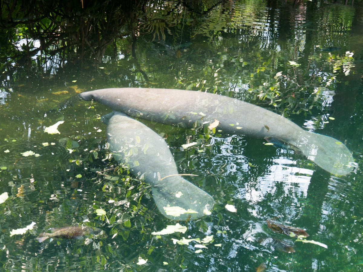 burgers zoo mangrove 0001  burgers zoo mangrove 0001