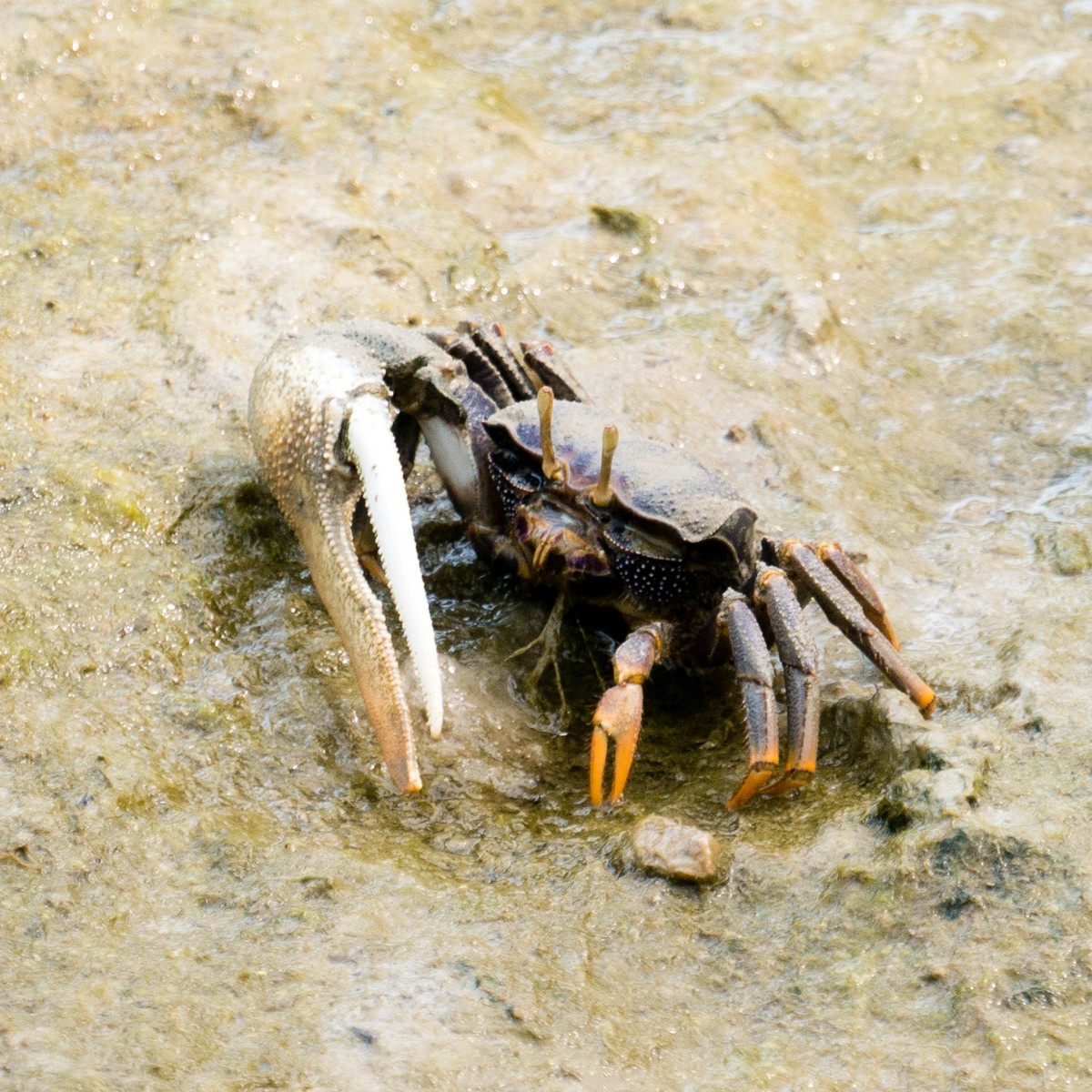 burgers zoo mangrove 0003  burgers zoo mangrove 0003