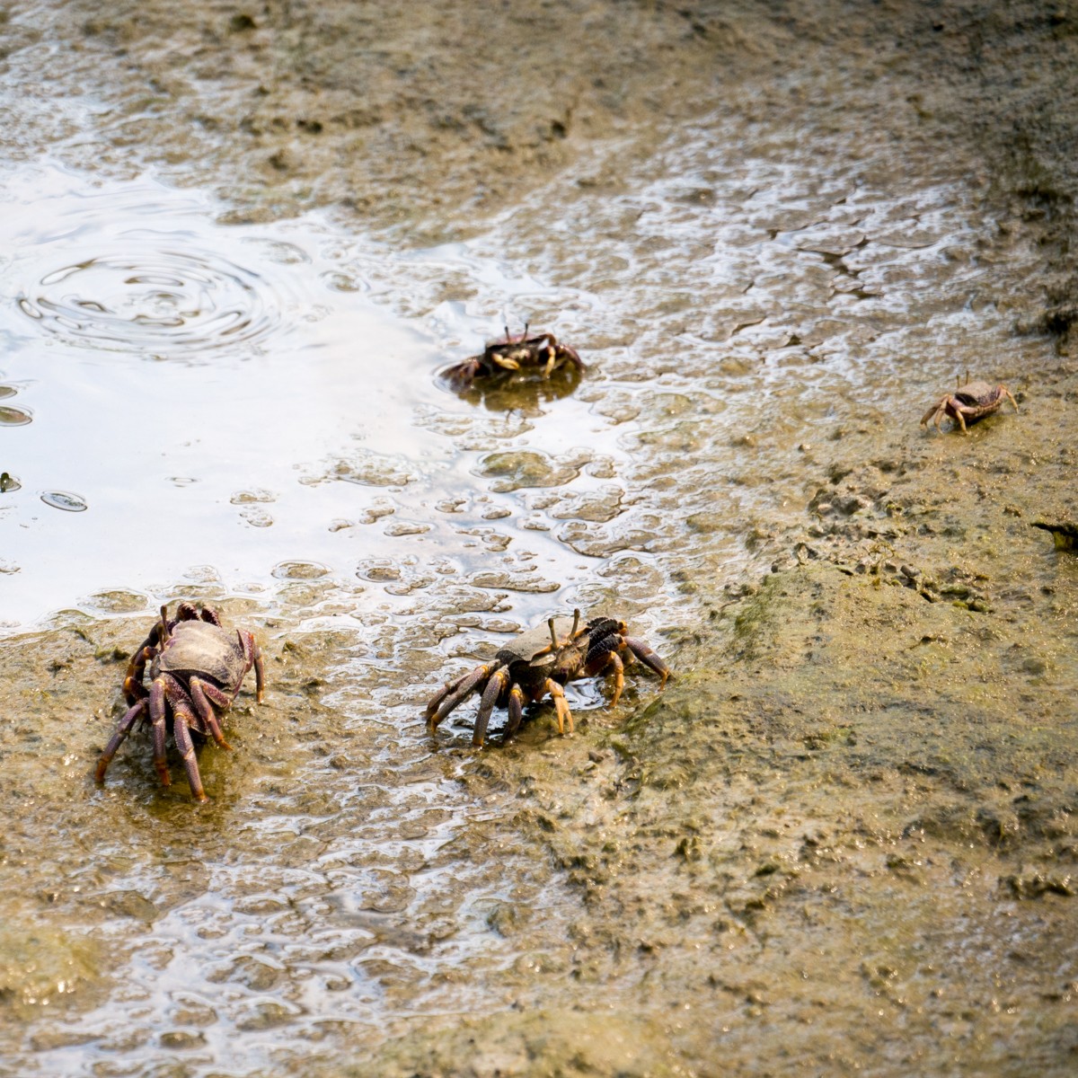 burgers zoo mangrove 0004  burgers zoo mangrove 0004