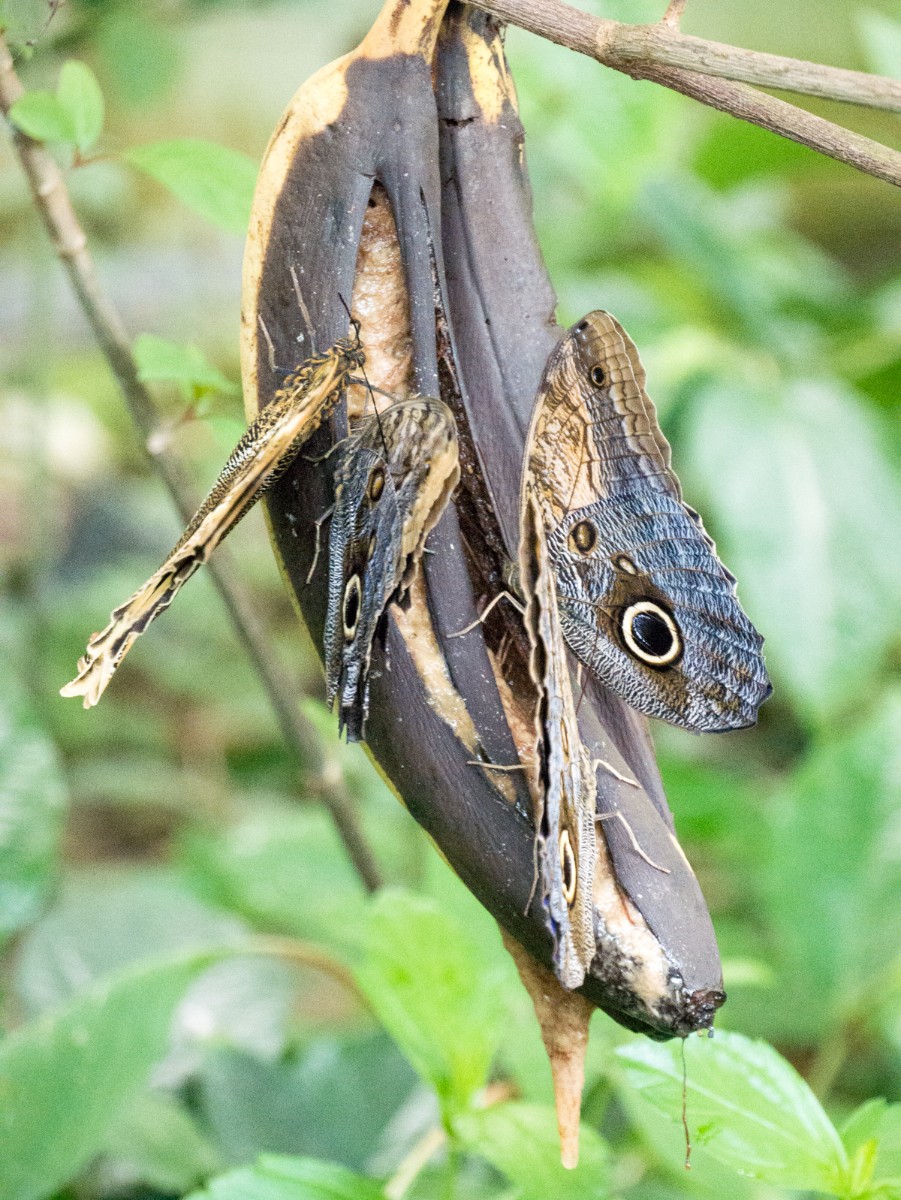 burgers zoo mangrove 0006  burgers zoo mangrove 0006