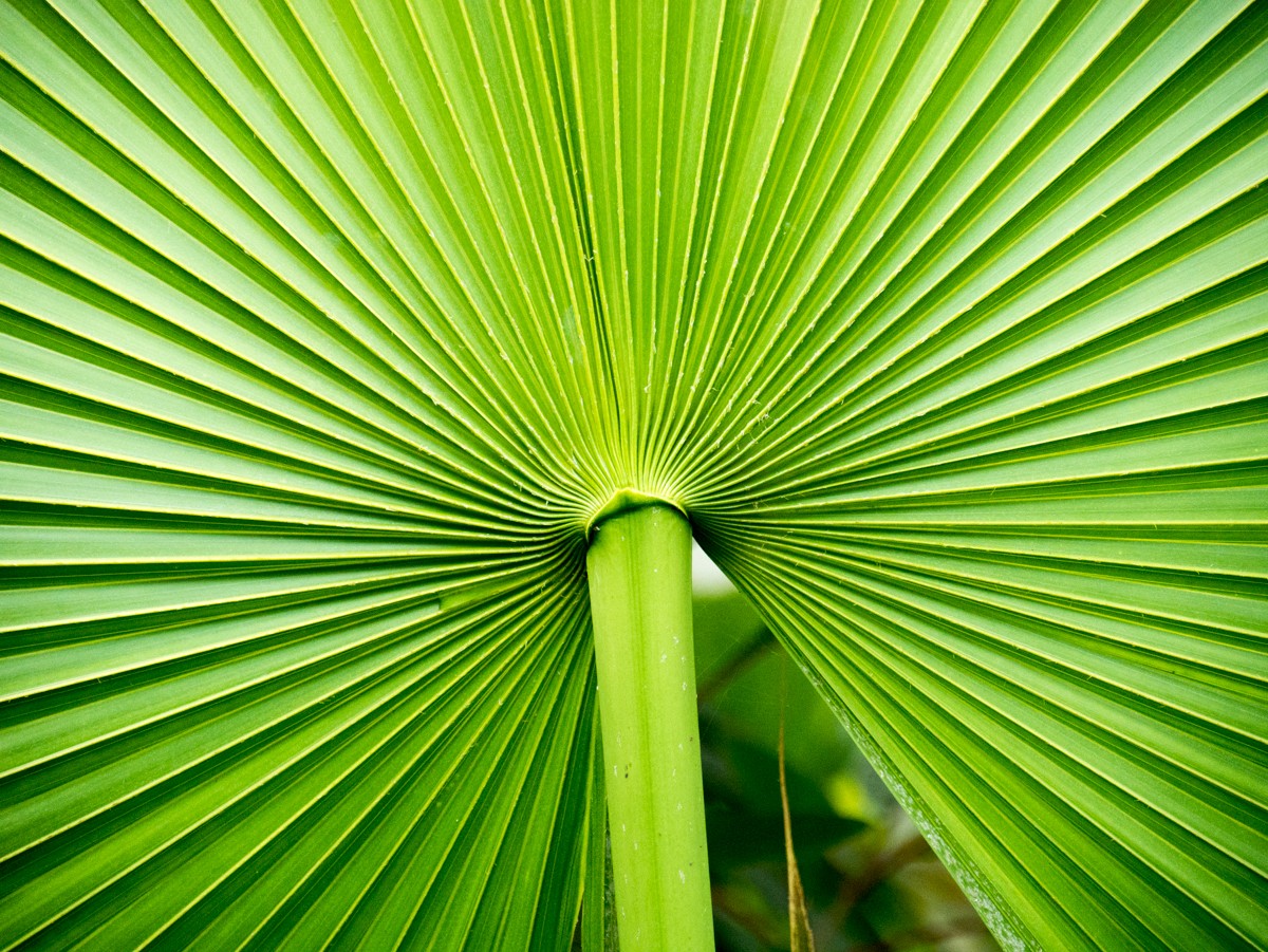 burgers zoo mangrove 0008  burgers zoo mangrove 0008