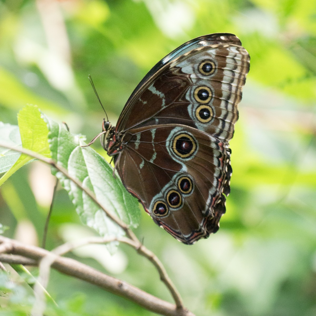 burgers zoo mangrove 0009  burgers zoo mangrove 0009