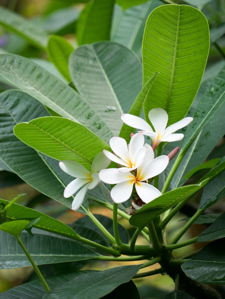burgers zoo mangrove 0010  burgers zoo mangrove 0010