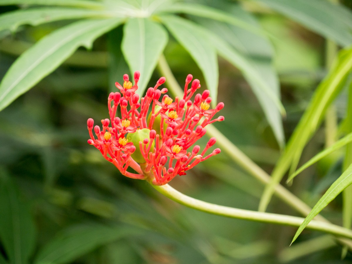 burgers zoo mangrove 0012  burgers zoo mangrove 0012