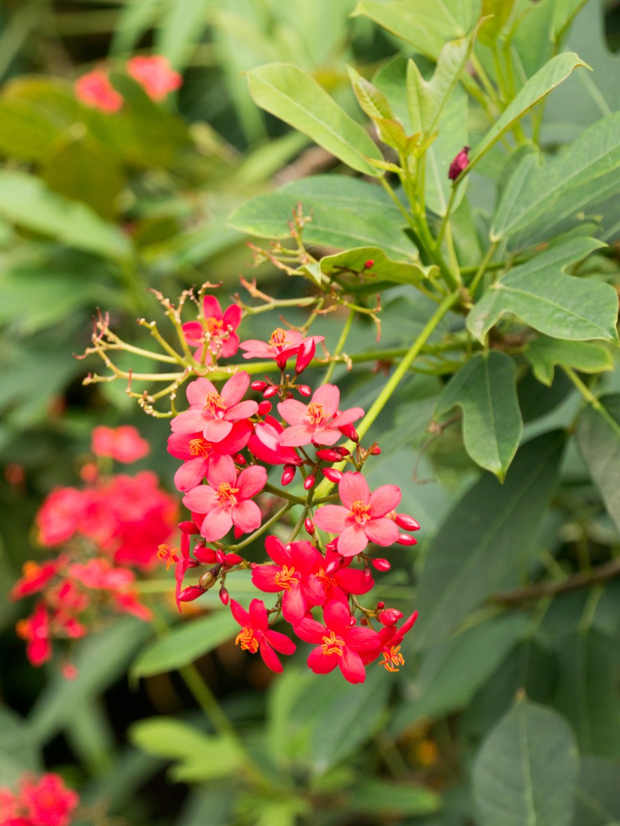 burgers zoo mangrove 0013  burgers zoo mangrove 0013
