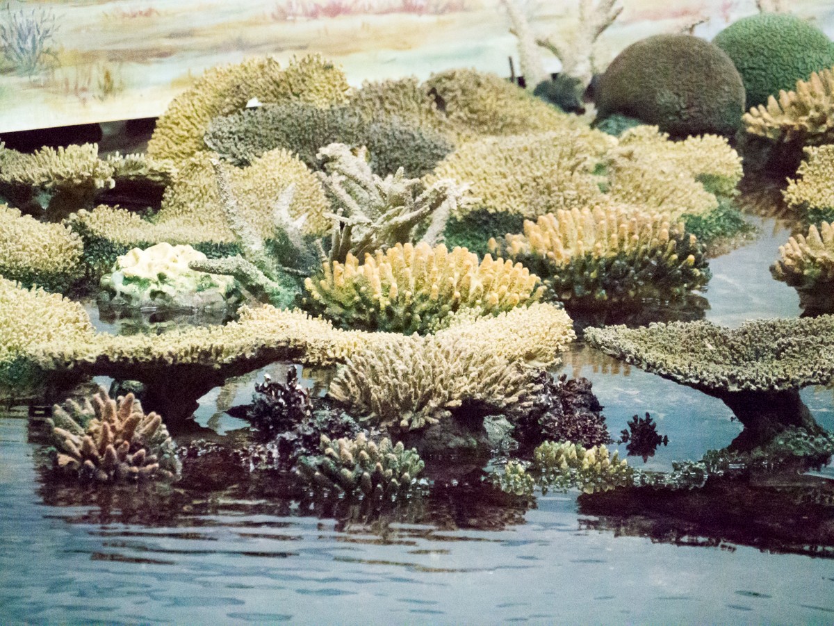 burgers zoo ocean 0002  burgers zoo ocean 0002