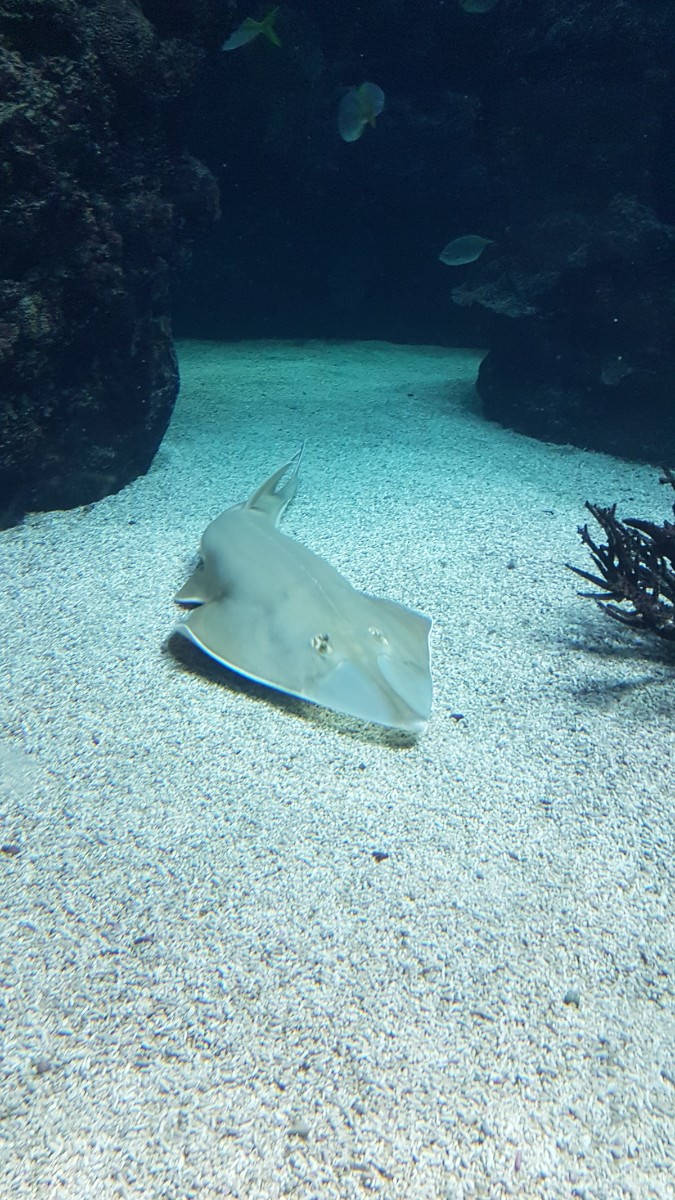 burgers zoo ocean 0004 2022 06 12.28.01 burgers zoo ocean 0004 2022 06 12.28.01