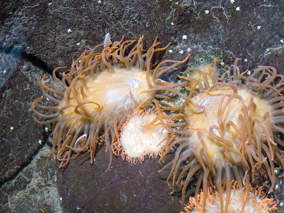 burgers zoo ocean 0005  burgers zoo ocean 0005