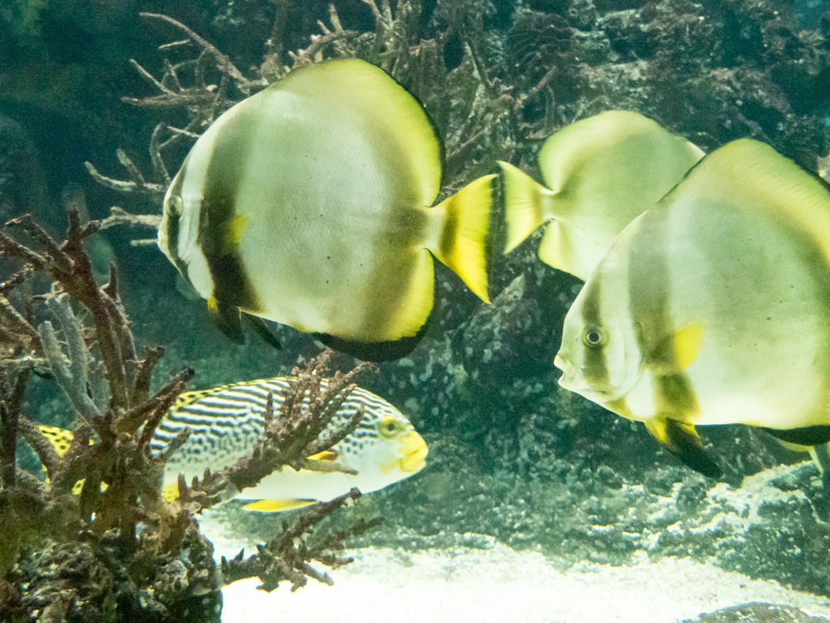 burgers zoo ocean 0007  burgers zoo ocean 0007