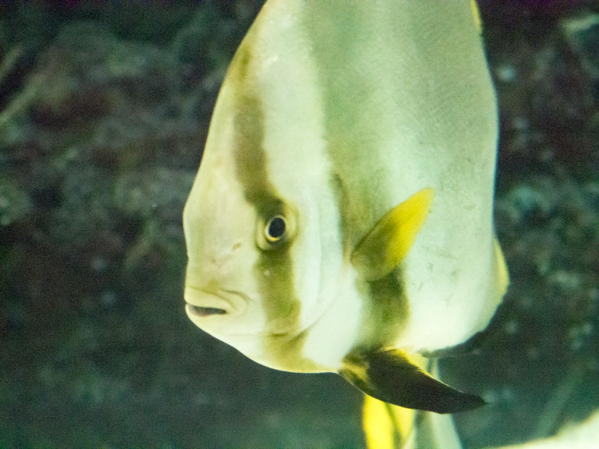 burgers zoo ocean 0008  burgers zoo ocean 0008