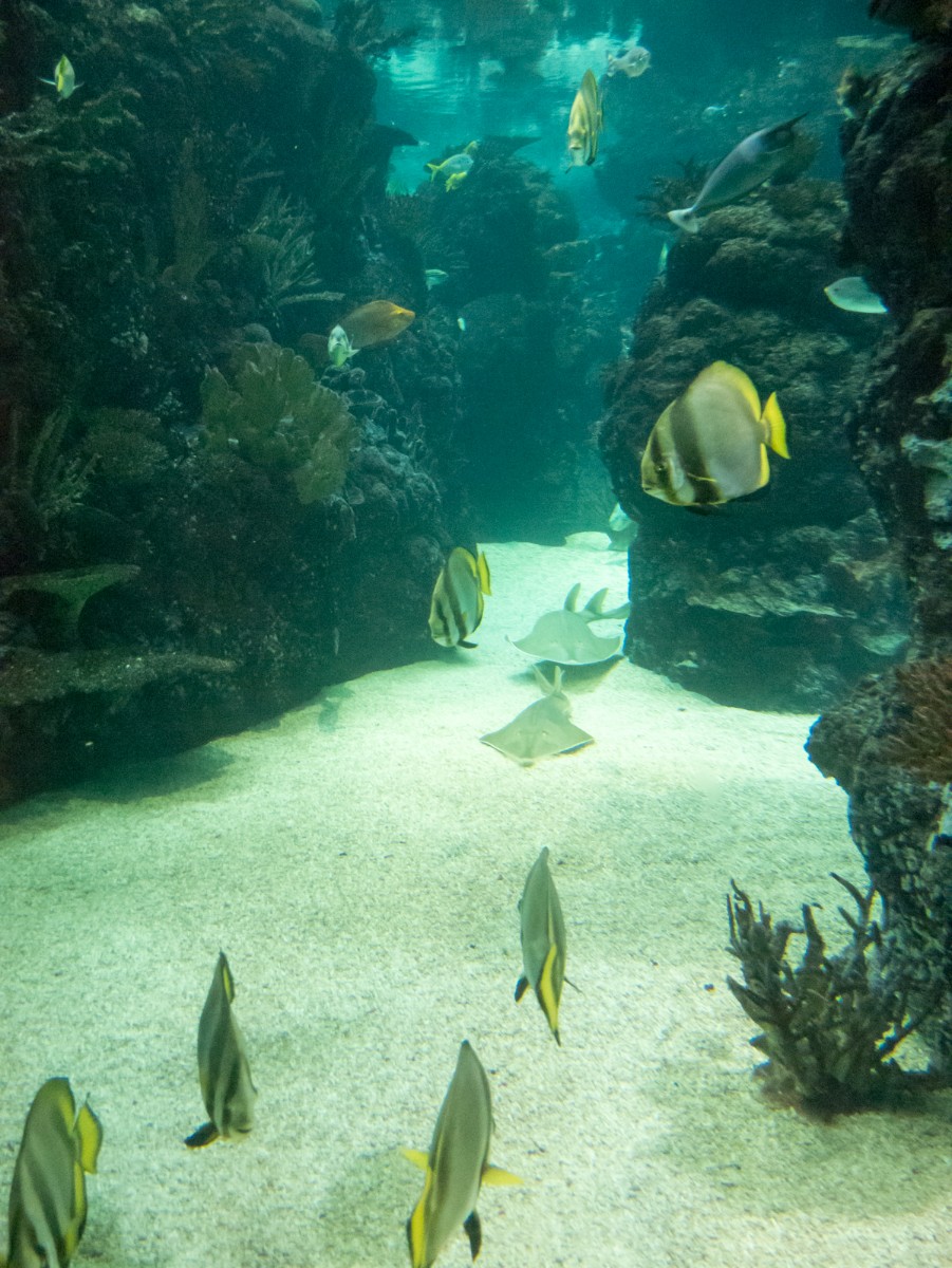 burgers zoo ocean 0009  burgers zoo ocean 0009