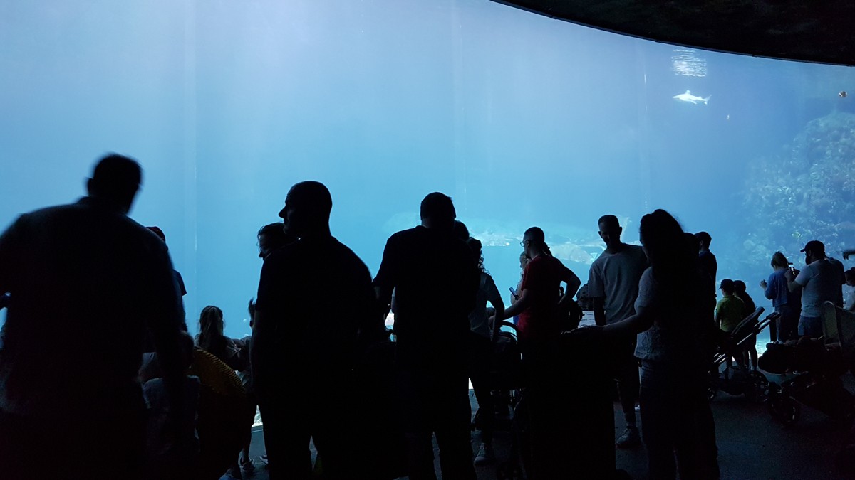 burgers zoo ocean 0010 2022 06 12.32.23 burgers zoo ocean 0010 2022 06 12.32.23