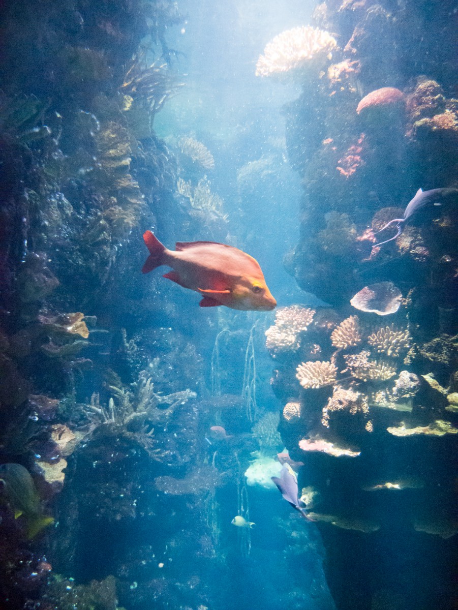 burgers zoo ocean 0011  burgers zoo ocean 0011