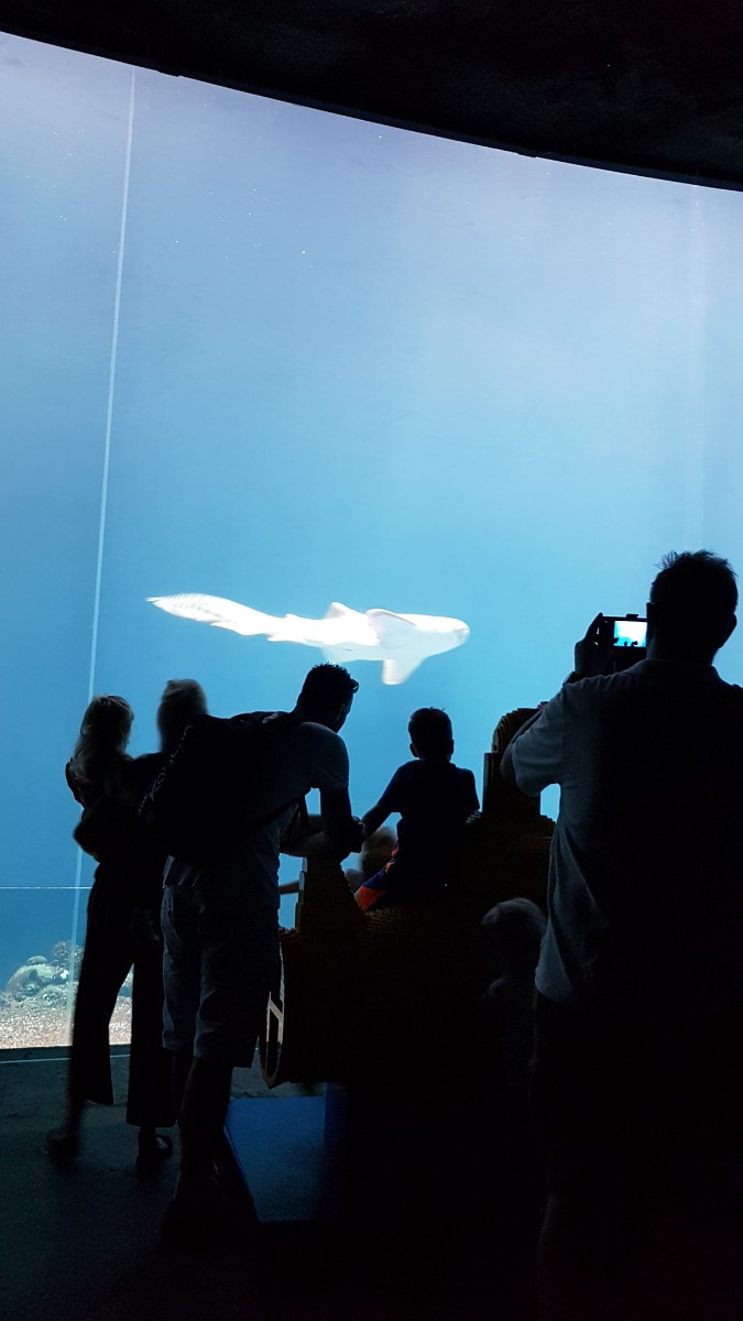 burgers zoo ocean 0012 2022 06 12.32.34 burgers zoo ocean 0012 2022 06 12.32.34