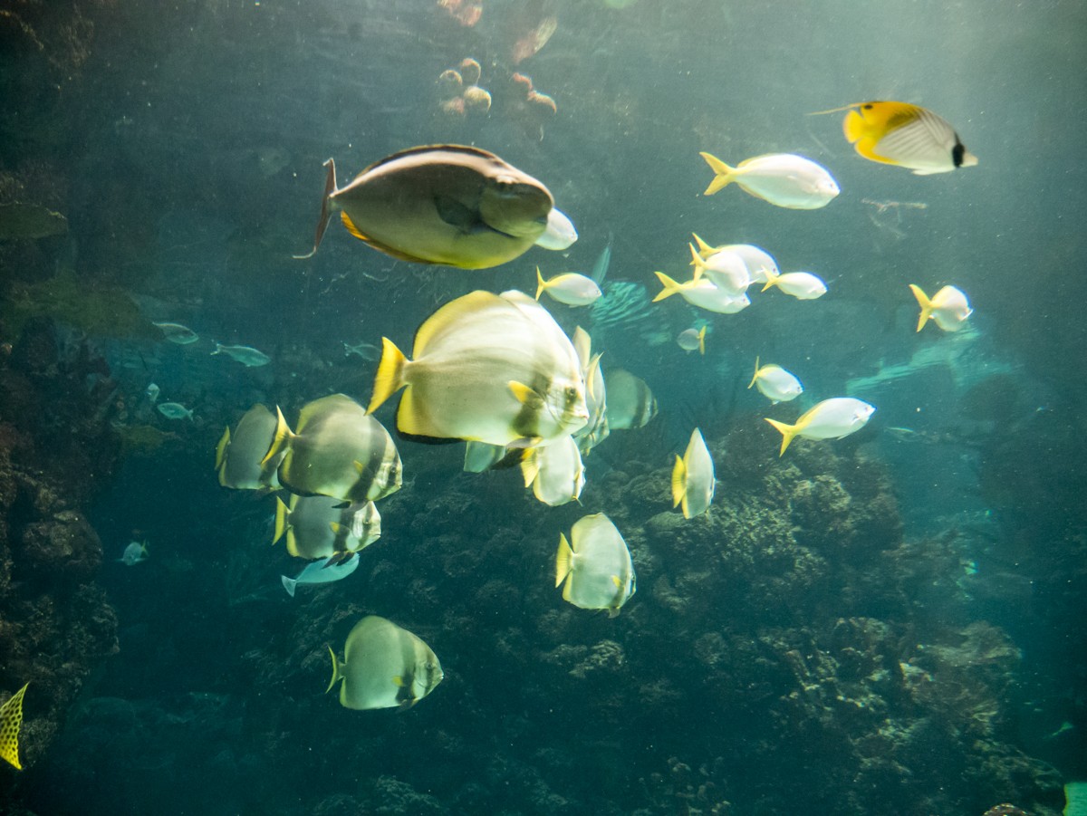 burgers zoo ocean 0013  burgers zoo ocean 0013