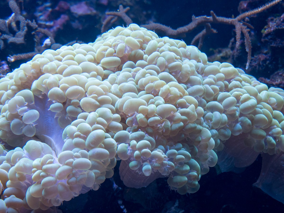 burgers zoo ocean 0015  burgers zoo ocean 0015