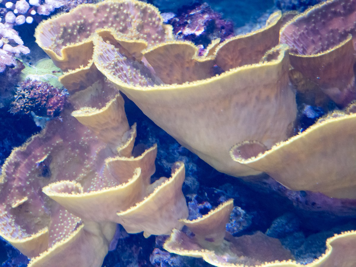 burgers zoo ocean 0016  burgers zoo ocean 0016