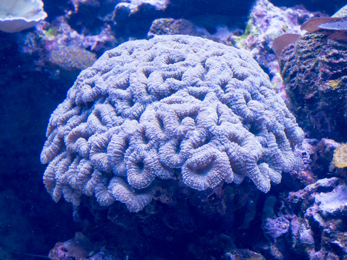 burgers zoo ocean 0017  burgers zoo ocean 0017