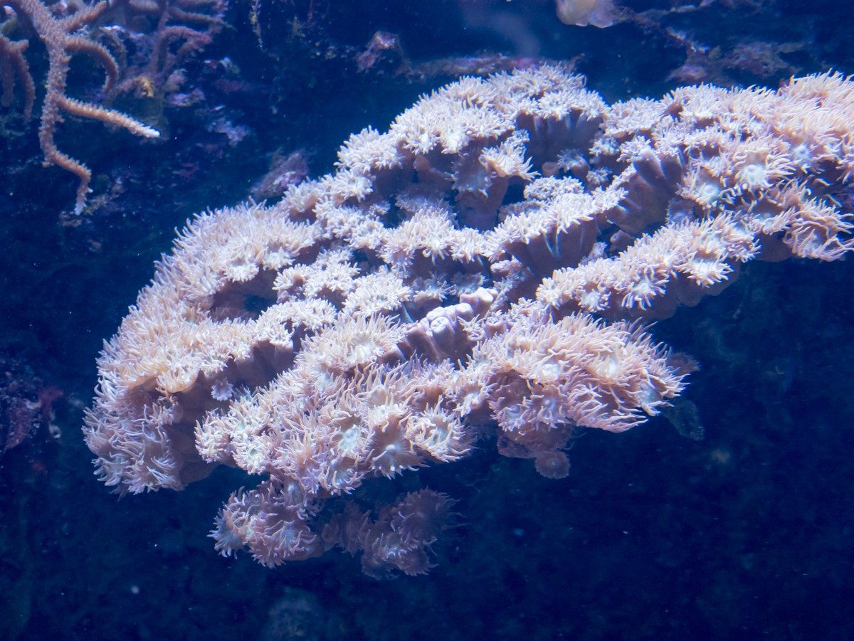 burgers zoo ocean 0018  burgers zoo ocean 0018