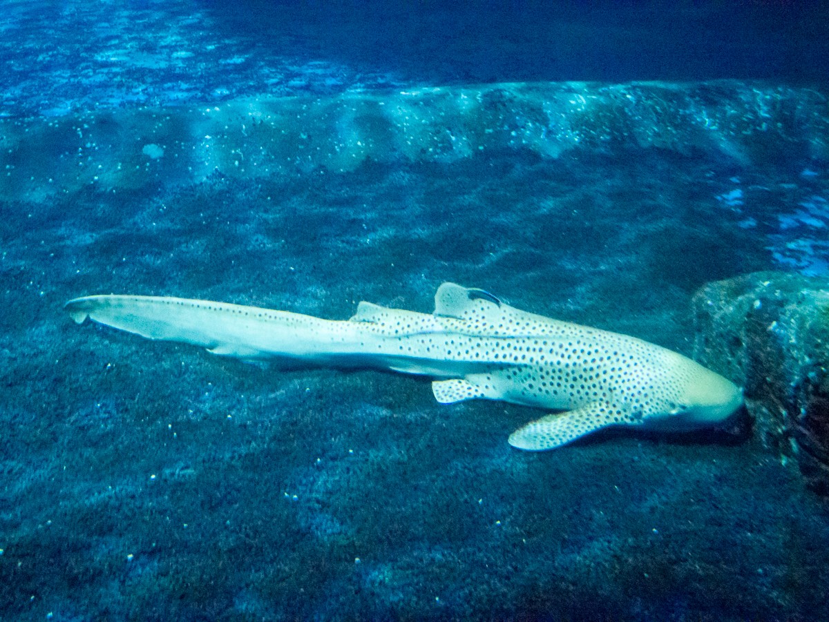 burgers zoo ocean 0019  burgers zoo ocean 0019