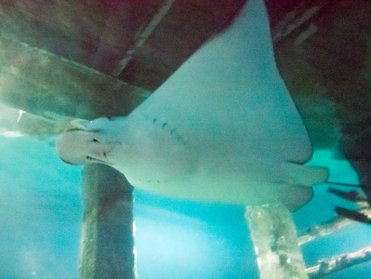 burgers zoo ocean 0020  burgers zoo ocean 0020