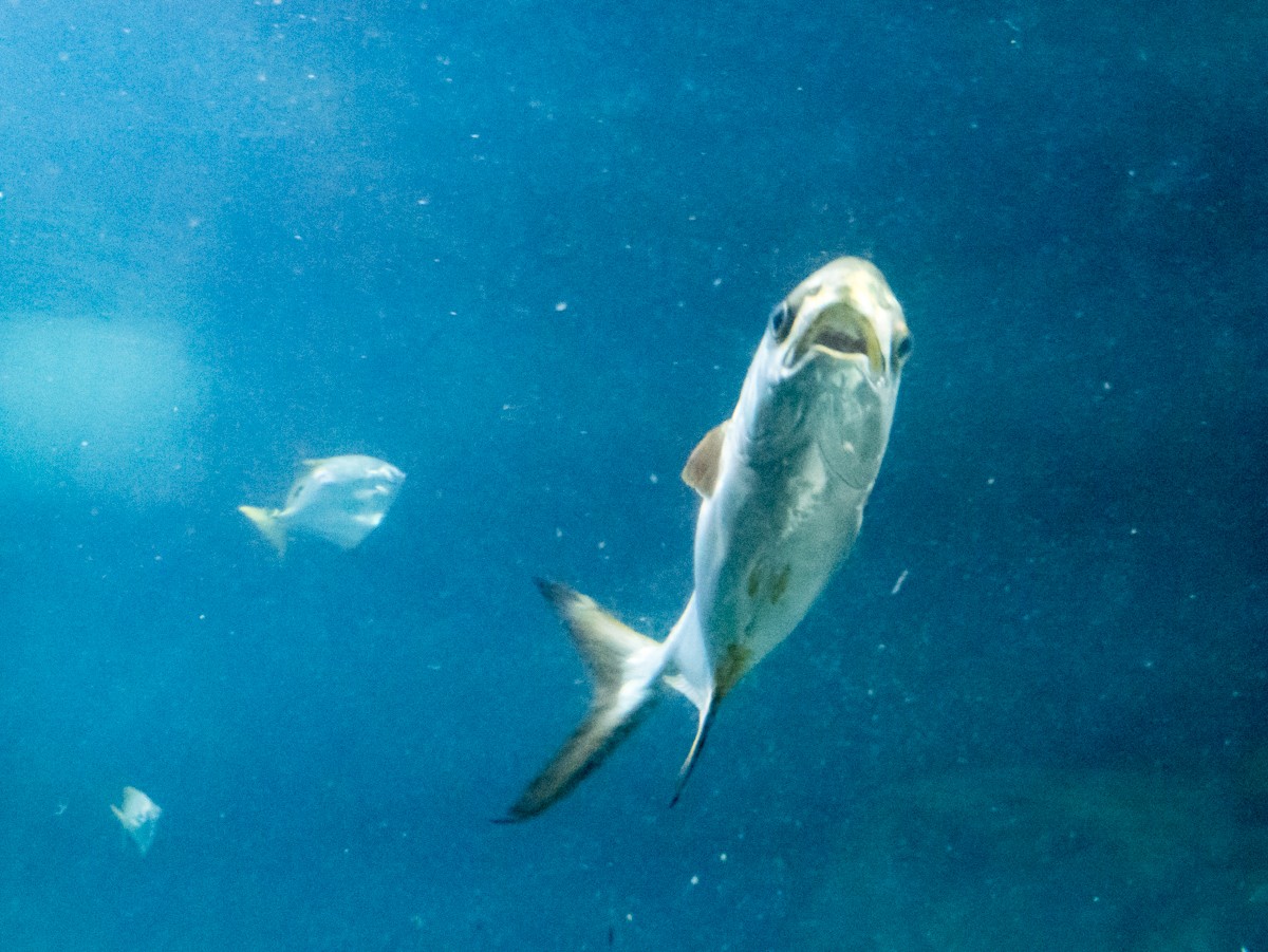 burgers zoo ocean 0022  burgers zoo ocean 0022