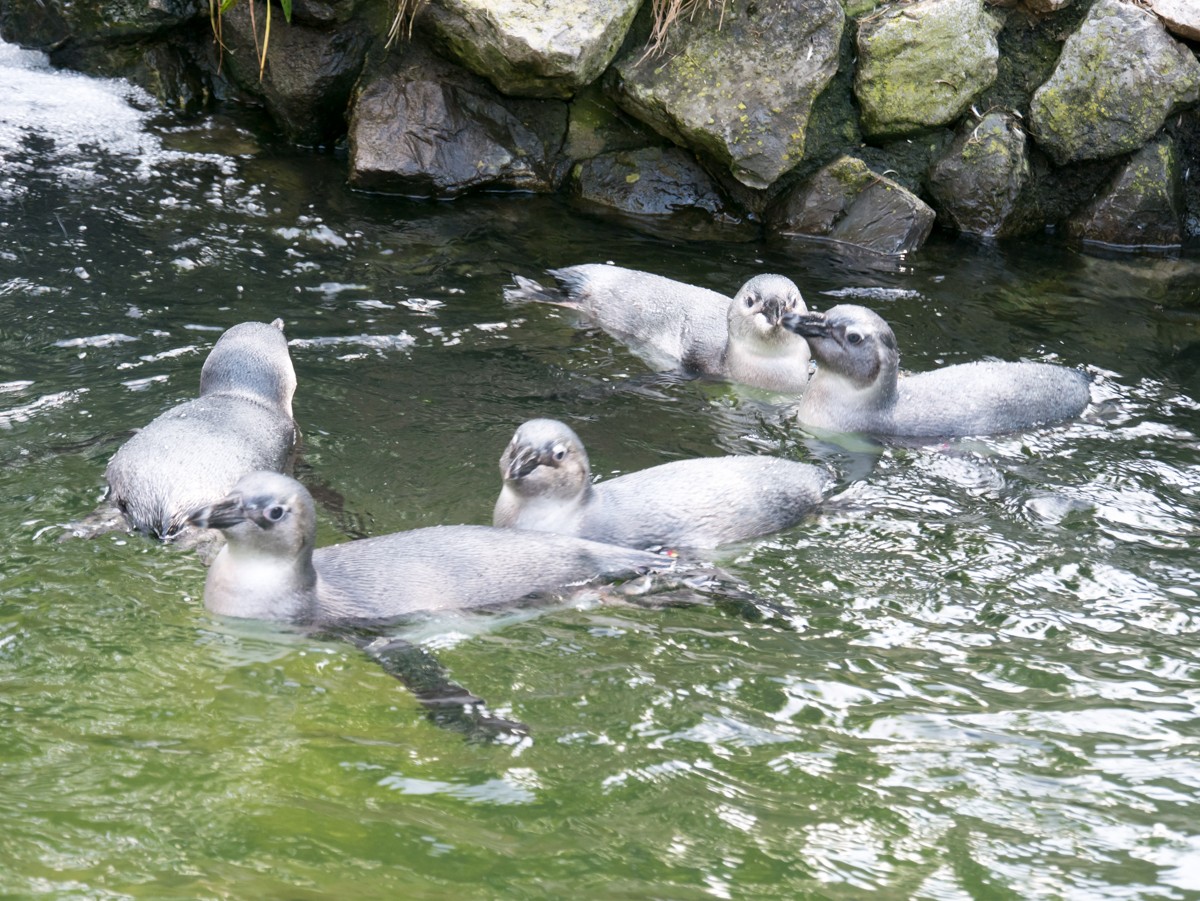 burgers zoo park 0001  burgers zoo park 0001