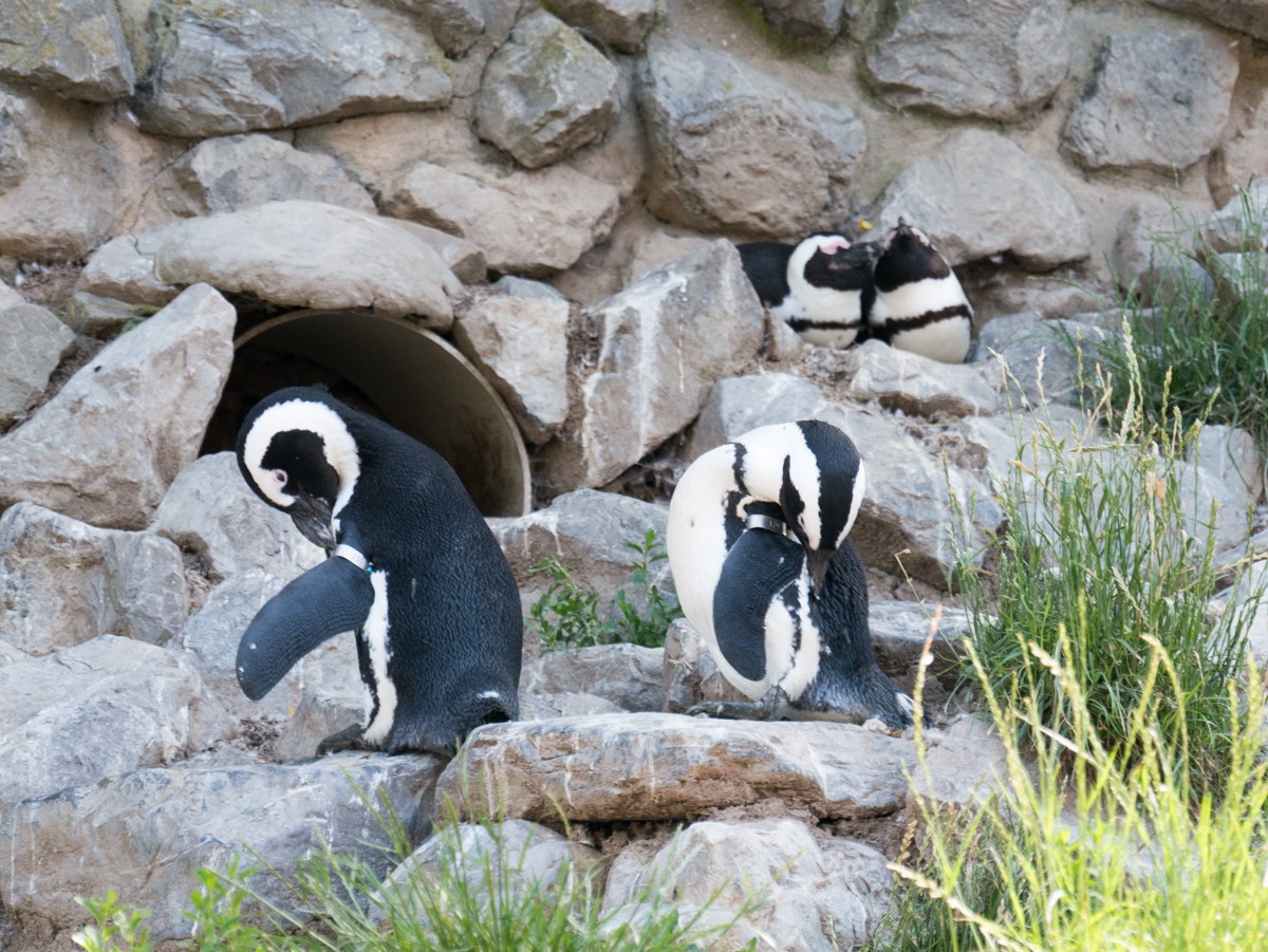 burgers zoo park 0002  burgers zoo park 0002