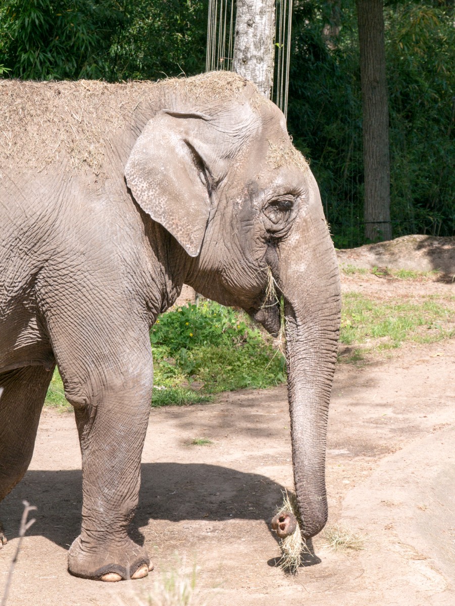 burgers zoo park 0003  burgers zoo park 0003