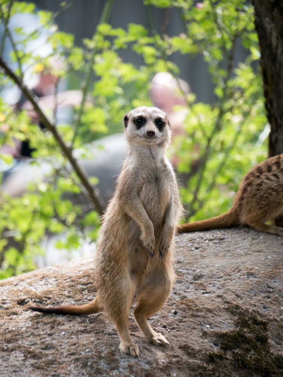 burgers zoo park 0008  burgers zoo park 0008