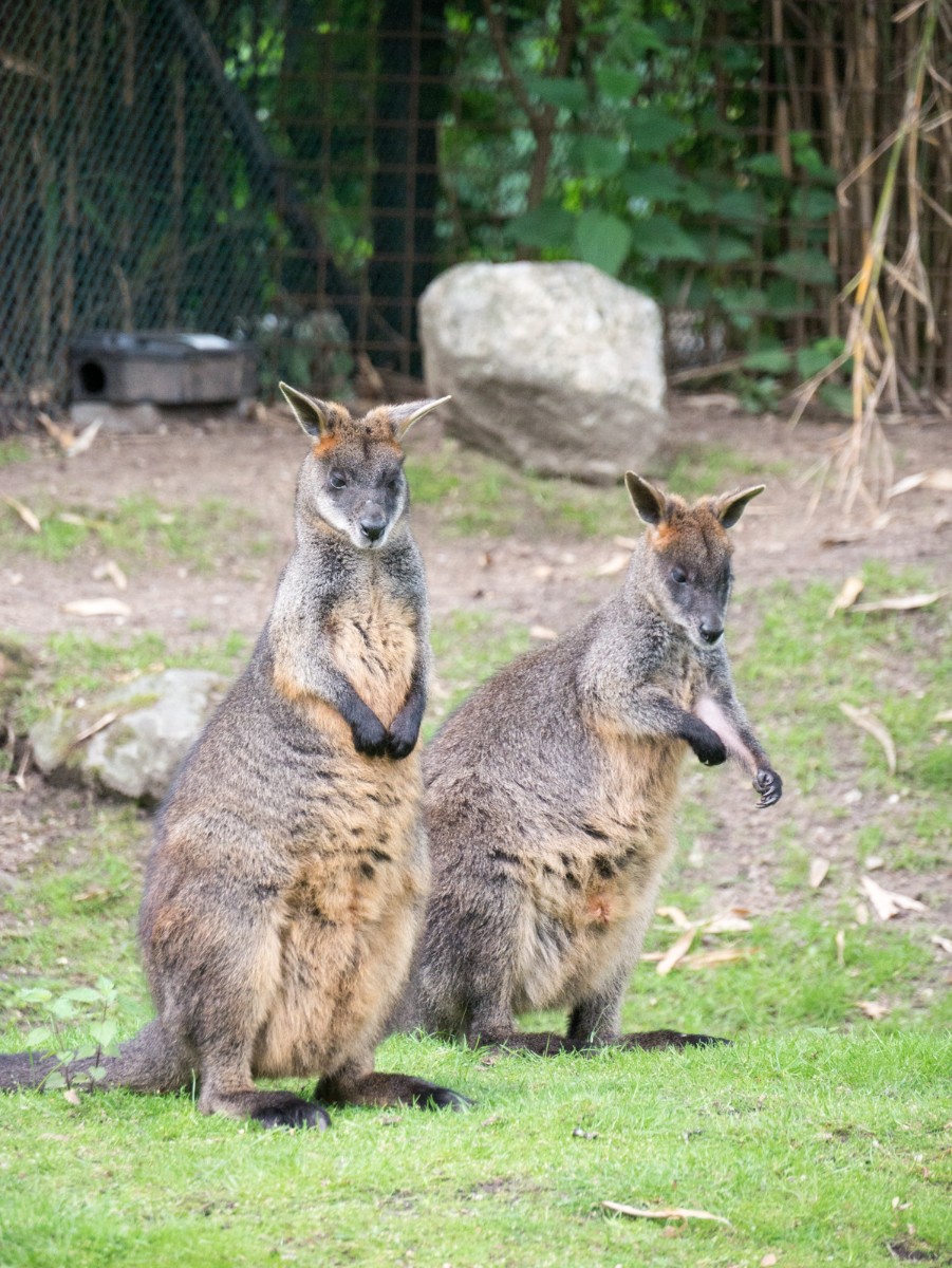 burgers zoo park 0009  burgers zoo park 0009