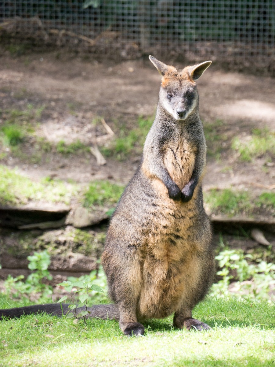 burgers zoo park 0010  burgers zoo park 0010