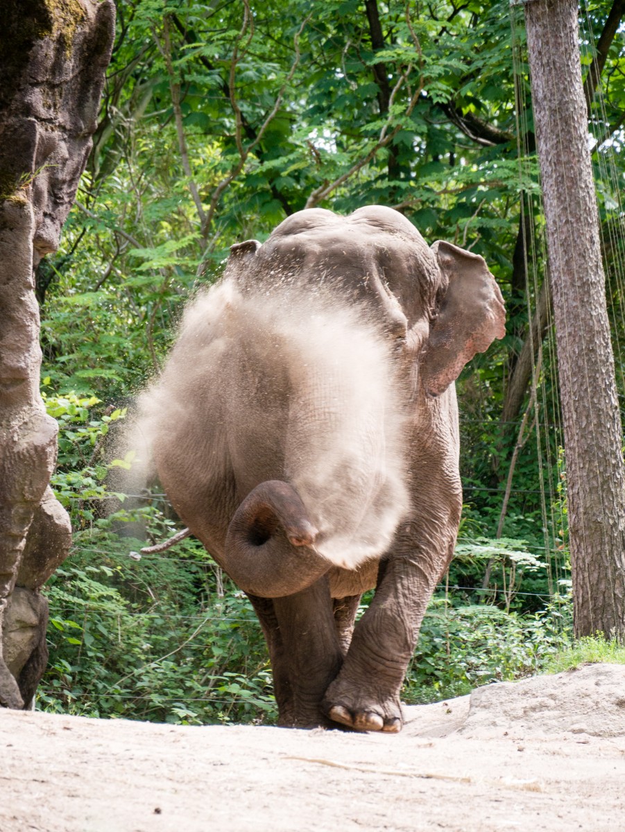 burgers zoo park 0012  burgers zoo park 0012