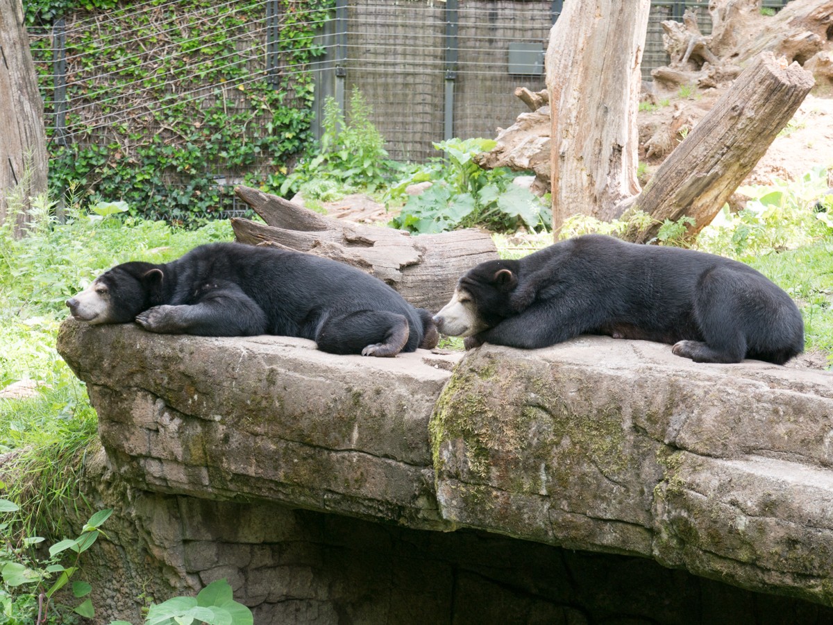 burgers zoo rimba 0001  burgers zoo rimba 0001