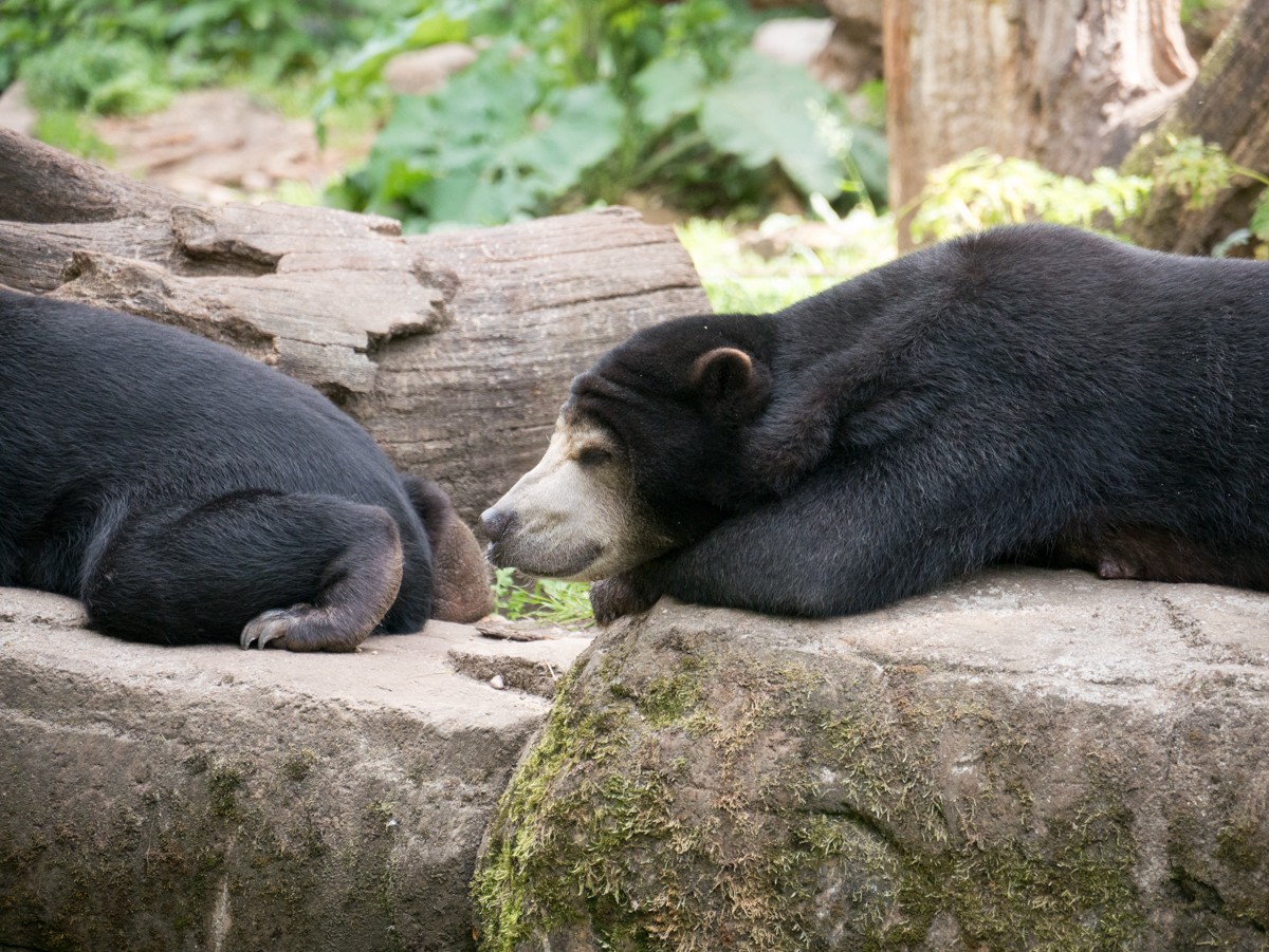 burgers zoo rimba 0002  burgers zoo rimba 0002