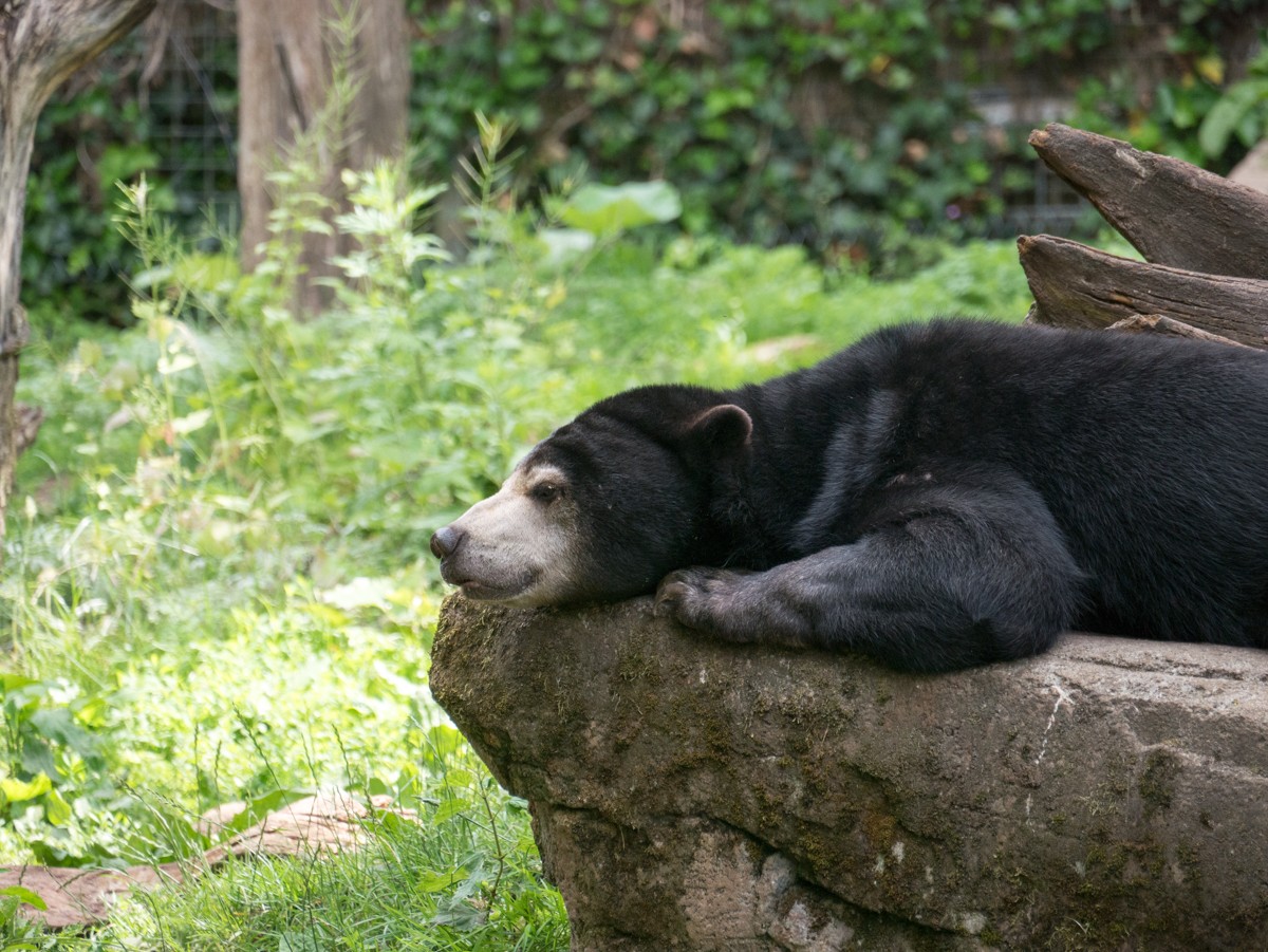 burgers zoo rimba 0003  burgers zoo rimba 0003