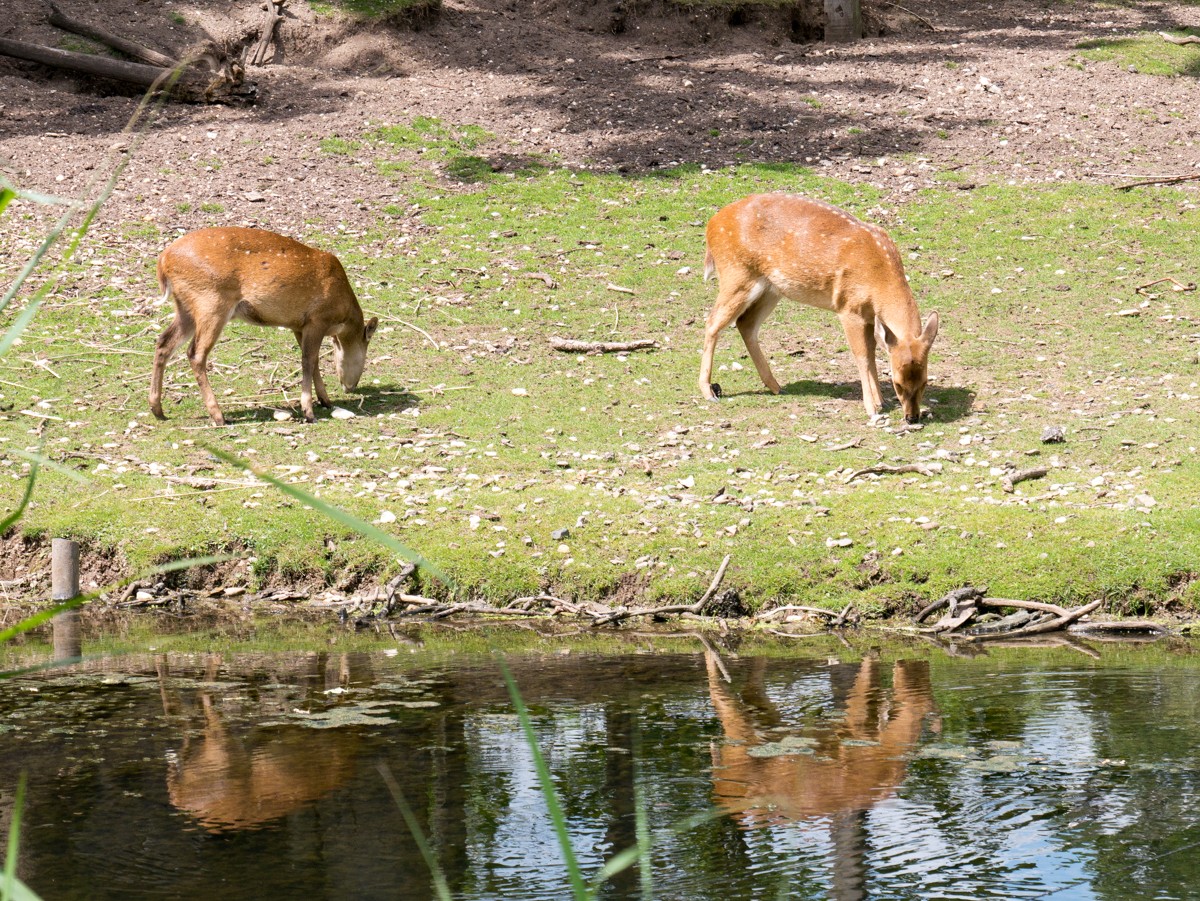 burgers zoo rimba 0005  burgers zoo rimba 0005