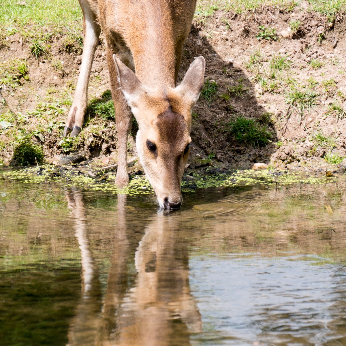 burgers zoo rimba 0007  burgers zoo rimba 0007