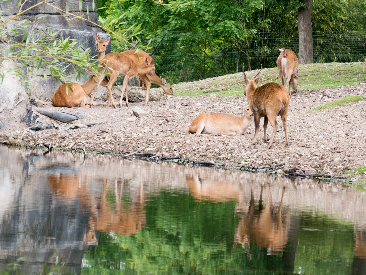 burgers zoo rimba 0008  burgers zoo rimba 0008