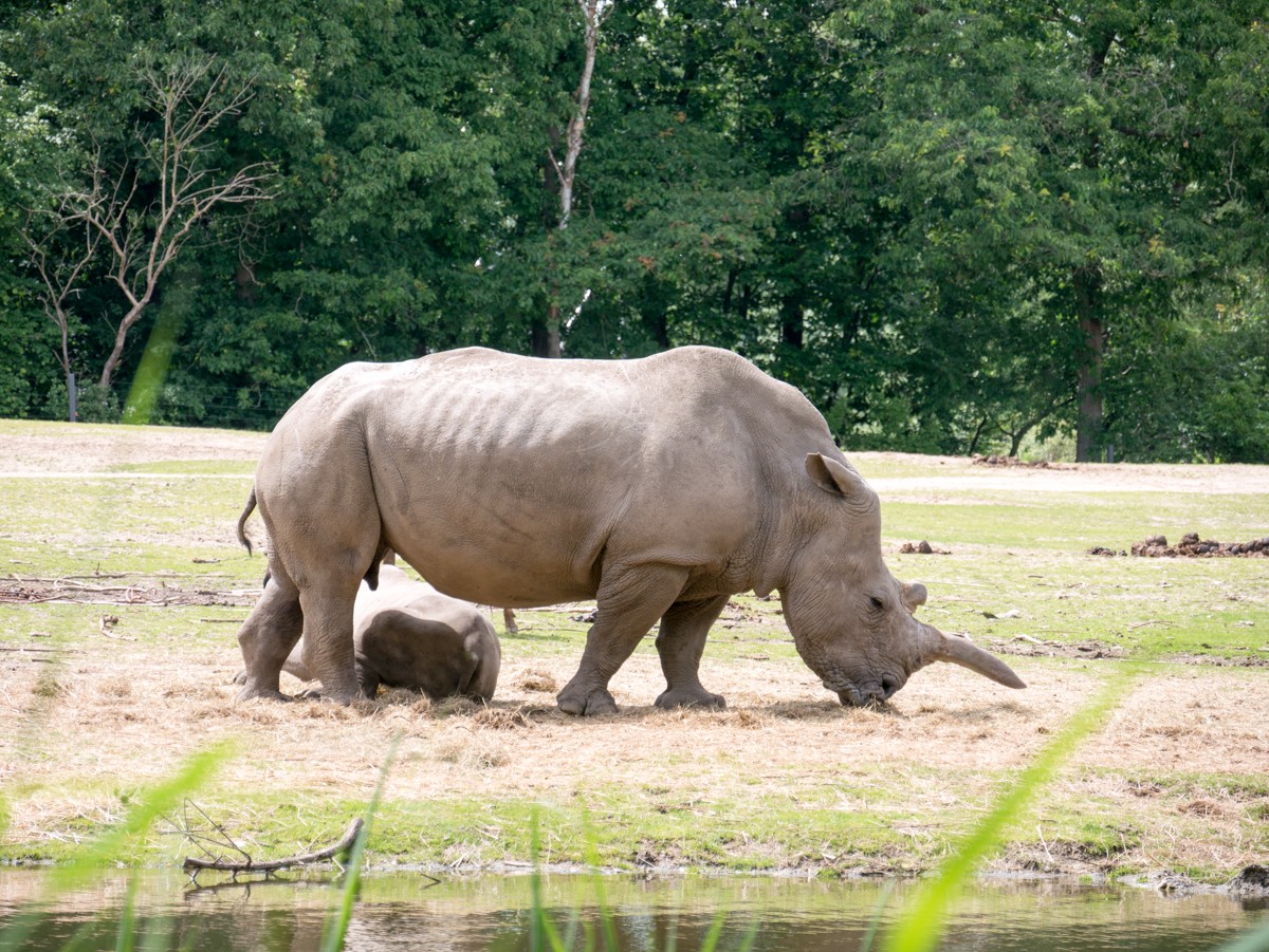 burgers zoo safari 0001  burgers zoo safari 0001