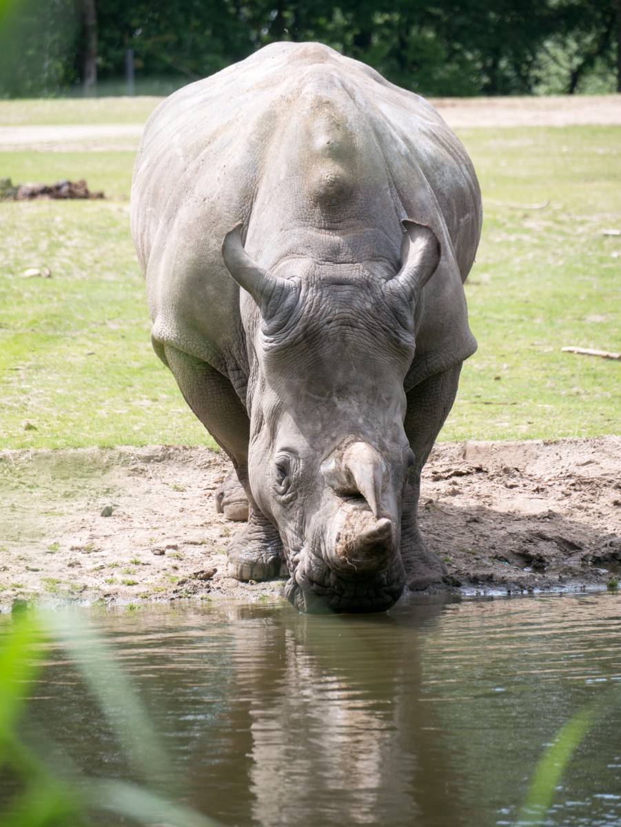 burgers zoo safari 0002  burgers zoo safari 0002