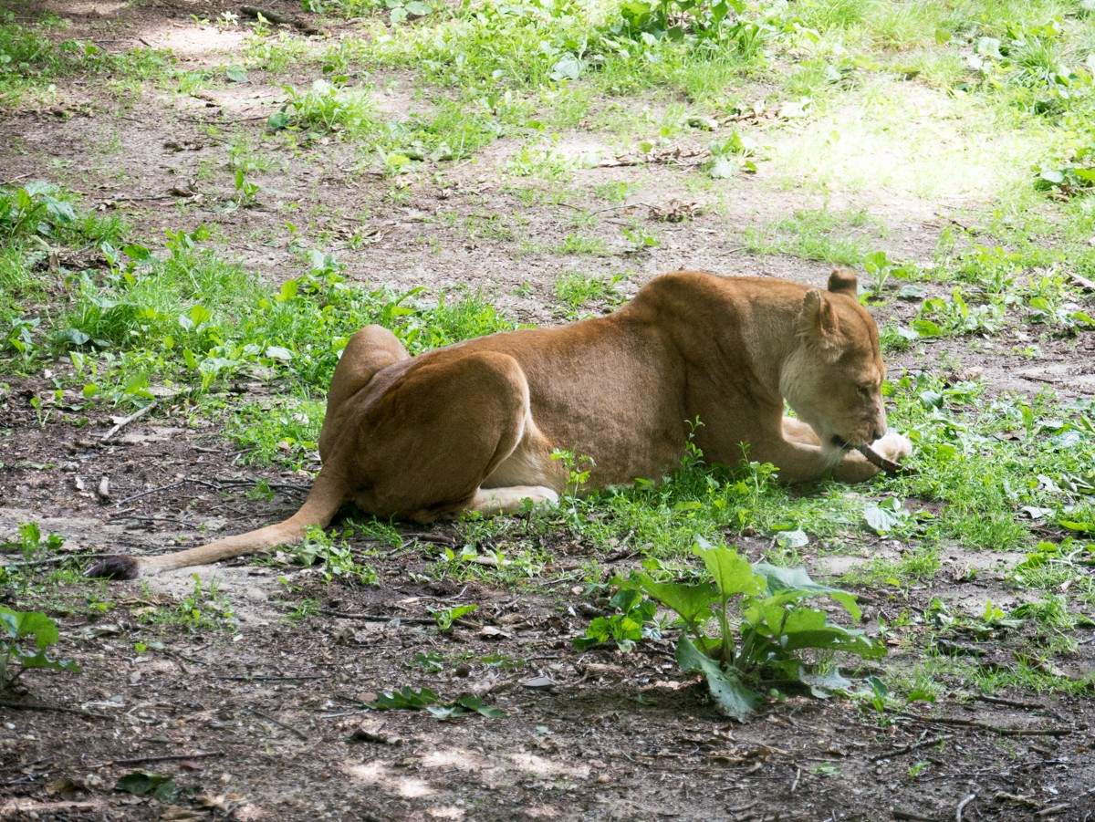 burgers zoo safari 0003  burgers zoo safari 0003
