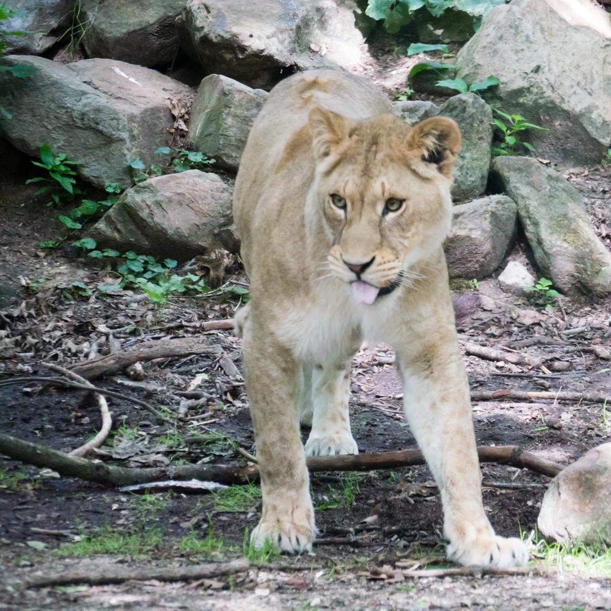 burgers zoo safari 0004  burgers zoo safari 0004