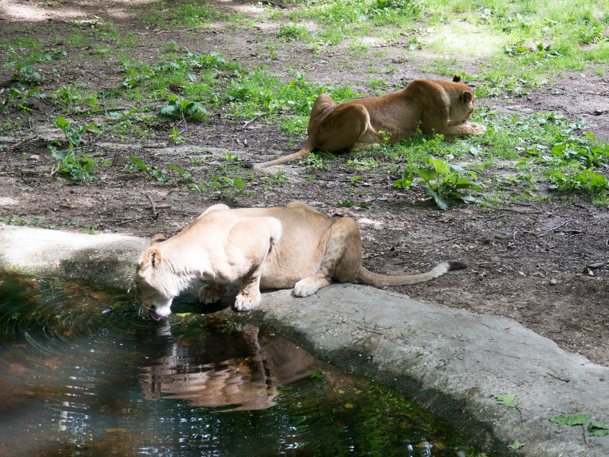 burgers zoo safari 0005  burgers zoo safari 0005