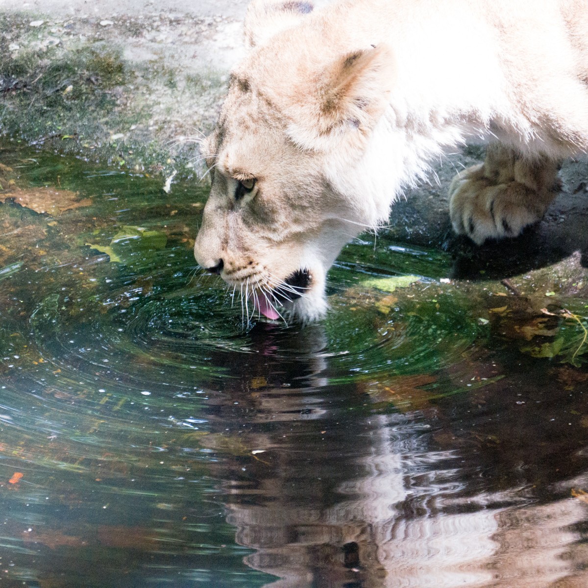 burgers zoo safari 0006  burgers zoo safari 0006